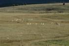 heard of Antelope between Prineville and Mitchell