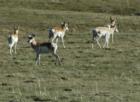 Antelope between Prineville and Mitchell - this one liked the camera