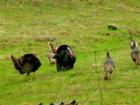 Some of my neighbors, hope they stay around a few more days, YMMMMMM!