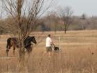 Springbrook Forest Preserve - where the paths are shared by runners, walkers, strollers dogs, and you guessed it, horses too!