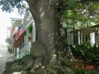 Jim Bowie Oak Tree Corner of Market & St. Landry, Opelousas, LA 70570 St.Landry Parish