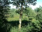 Animals For Neighbors! No Need For Power1 Wood Heat! Simple Peace & Quiet!