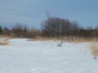 Lots Of Abandoned Farm Land In Haynesville!