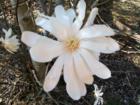 Star Magnolia bloom at San-Lee Park in Sanford, NC