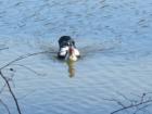 One of the many ducks at the lake at San-Lee Park in Sanford, NC