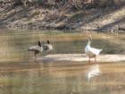 Gander (male goose) strutting his stuff for the ladies at San-Lee Park in Sanford, NC