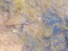 Crayfish in one of the small streams at San-Lee park in Sanford, NC
