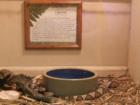 Two copperhead snakes on exhibit in the small animal museum at San-Lee park in Sanford, NC
