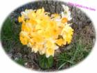 These spring beauties join many others giving lawns a bright view of the end of winter and the time of green in the Ozarks.