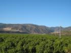 Gorgeous Orange Groves