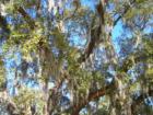 Close up of Native Live Oaks photo by Ginger Sala