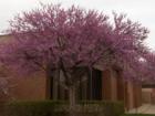 Redbud Tree ~ Just bloomed!