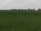 Wheat Field Far West Wichita