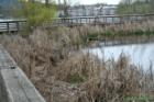 Can you find the heron?  Juanita Bay Park in March