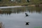 Heron in flight  Juanita Bay Park in March