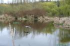 Heron gliding.  Juanita Bay Park in March