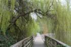 Willow arbor.  Juanita Bay Park in March