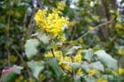 Oregon Grape.  Juanita Bay Park in March