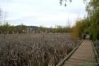Wet Meadow.  Juanita Bay Park in March.