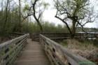 Boardwalk in Juanita Bay Park in March