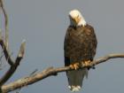 A bald eagle just outside Missoula.