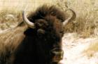 A buffalo from the National Bison Range in Moiese, near Charlo.