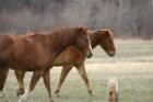 Two horses strolling through a field in Superior.