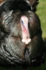 A wild turkey just outside of Superior.