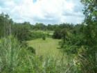 Croom Forest Area of Brooksville FLorida