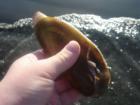 Razor Clamming