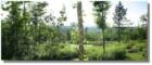 Perham views! Trees, scenery, wildlife...but not wall to wall people! Welcome to northern Maine / Aroostook County!