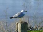 Seagull at the Boat Launch