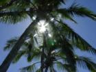 Lanikai Trees touch the Sun