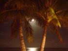 Waikiki Nights