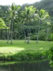 The Tropical Gardens