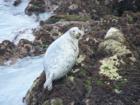 Spotted Seal - Monterey