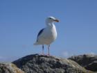 The Proud of Monterey