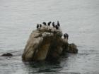 Playtime In Monterey