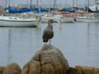 She's the Pride and Proud of Monterey