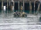 The Seals Sacred Spot