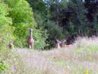 Meet Your Neighbors..They Are The Curious Type!  Don't Happen To Have An Apple Or A Carrot Do You?