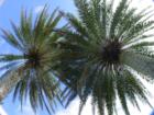 Hearts of Palm