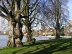 West Montlake Park looking towards Portage Bay