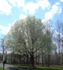 Spring in Fairfax Station