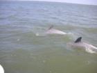 Dolphin's in Perdido Bay.  Orange Beach, Alabama