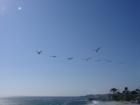 Santa Cruz Seagulls In Flight
