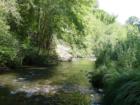 The Fern River Runs Through it