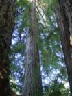 Capitola - Hidden in the Park
