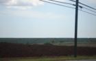 Pineapple Fields