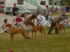 Dog Show at Clinton County Fairgrounds with Lucky Lang's dog competing